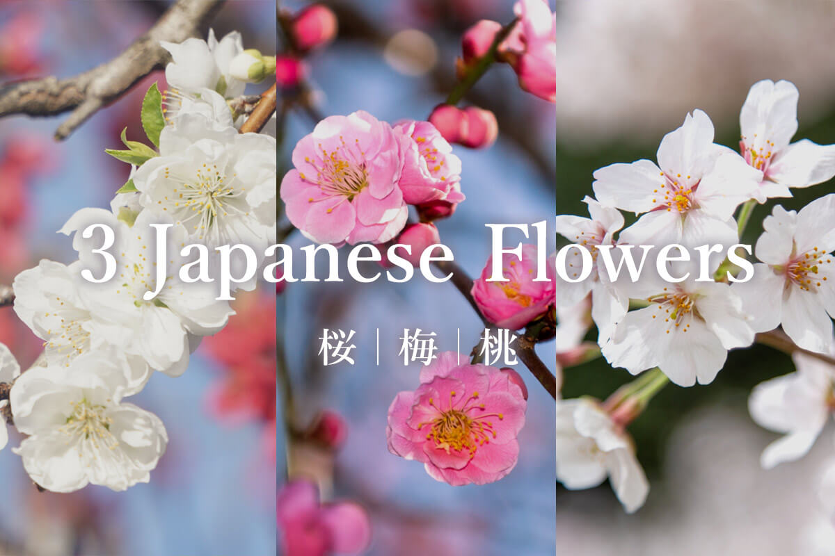 Kodawari Times　桜・梅・桃の花の記事